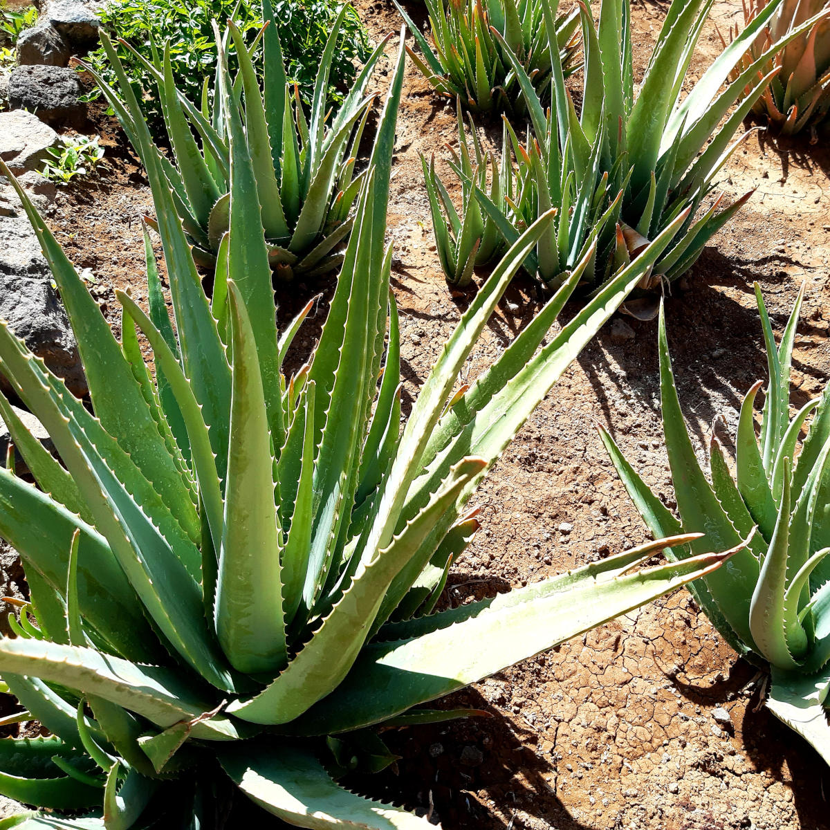 aloevera